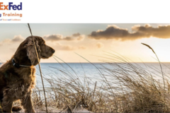 Request Quote: ExFed Dog Training - Brewster, MA