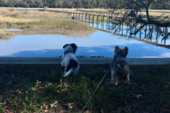 Request Quote: The Wag Factor - Dog Walking Service - Mt Pleasant, SC