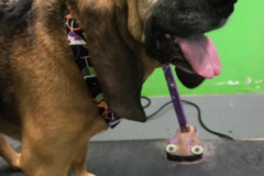 Request Quote: Awesome Pawz - Hazle Township, PA