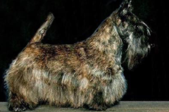 Request Quote: Wash and Wag - Mobile Pet Grooming Services - Kerrville, TX