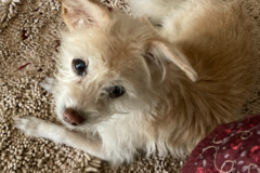 Request Quote: Dr Paulas Mobile In Home Pet Euthanasia  - Lexington, GA