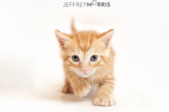 Request Quote: Jeffrey Morris Pet Photography - Washington, DC