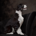 The Imagery - Burnsville Minnesota Pet Photographers - Burnsville, MN