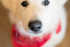 Request Quote: Imagery by Erin - Pet Portrait Photographer in VA - Alexandria, VA