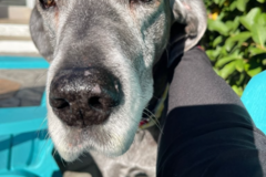 Request Quote: Paws Up! LLC - Dog Walking and Cat Sitting - North Charleston, SC