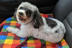 Request Quote: Dog Woods - Local Pet Taxi Services - Winston-Salem, NC