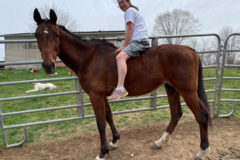 Request Quote: Jennifer Toops Pet Taxi Service - Caldwell, OH