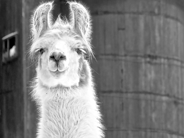Lalyla, the Skeptical Llama