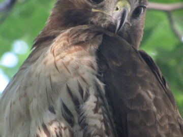 Adolescent Hawk in Washington Square Park