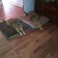 Aunt Tami's In Home Pet Sitting Available - Fairfield, NJ