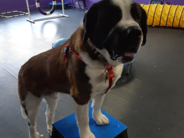 Dogs of all sizes are welcome!
