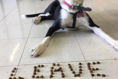 Request Quote: Pawsitvely Enriching Pet Care - Private Dog Training - Muskegon, MI