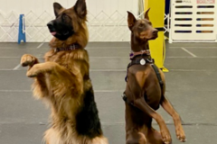 Request Quote: Scentient Dog Training LLC - Union, MO