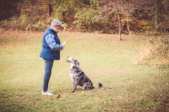 Request Quote: Capitol Area Dog Training and Behavior Consulting - Germantown, MD