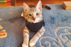 Request Quote: Furry Friends - Dog Training and Cat Behaviorist - Mt Laurel Township, NJ