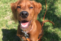 Request Quote: The Laughing Dog - Certified Dog Trainer - Moorhead, MN