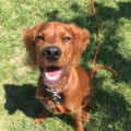 The Laughing Dog - Certified Dog Trainer - Moorhead, MN