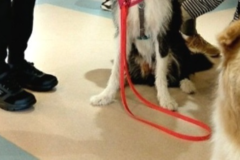 Request Quote: Your Wellness Partner - Professional Dog Trainer