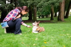 Request Quote: Pupstanding Academy - Certified Private Dog Trainers - Kenmore, WA