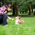 Pupstanding Academy - Certified Private Dog Trainers - Kenmore, WA