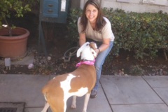 Request Quote: Royal Heinis Dog Training - Los Angeles, CA
