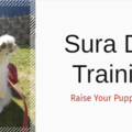 Sura Dog Training - Remote or In Person Dog Trainer - Seabeck, WA