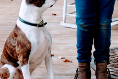 Request Quote: Front Porch Dog Training - Great Bend, KS
