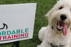 Request Quote: Arfordable Dog Training - Schertz, TX
