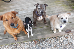 Request Quote: Christi McKeen - CCPDT Certified Private Dog Trainer - Marstons Mills, MA