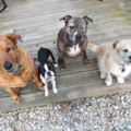 Christi McKeen - CCPDT Certified Private Dog Trainer - Marstons Mills, MA