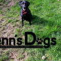 Jenn's Dogs - In Home Private Dog Training - Forest Grove, OR