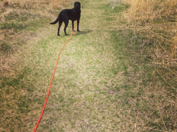 A black dog on an orange long line