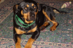 Request Quote: Gentle Touch Dog Training - Stockton, CA