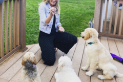 Request Quote: St. Louis Obedience Training - Private Dog and Puppy Trainer - St. Louis, MO