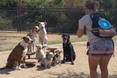 Request Quote: K9 Training Time - Private Dog Trainer - San Diego, CA