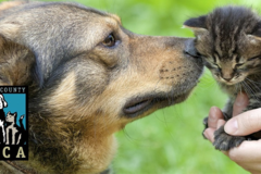 Request Quote: Bucks County SPCA - Puppy and Dog Training - Quakertown, PA