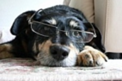 Request Quote: Latch Key Pets - In Home Dog Training and Enrichment - Kensington, MD