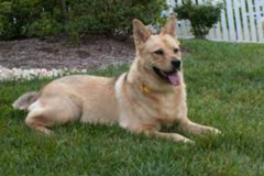 Request Quote: By My Side Dog Training - Crystal River, FL