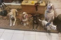 Request Quote: Captain's Professional Dog Training (CPDT) - Los Angeles, CA