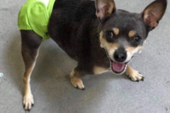 Request Quote: Domestic Wolf Dog Training - Certified Private Dog Trainer - Nauwigewauk, NBENZ