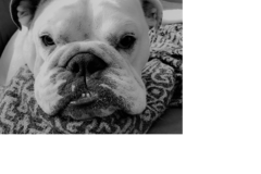 Request Quote: Dog-Ed LLC - Canine Training and Behavior Modification - Middleborough, MA