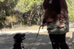 Request Quote: Paws-n-Praise Private Dog Training - Driftwood, TX