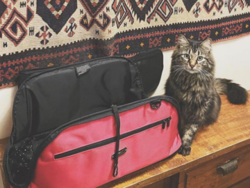 Travel much? Make sure your cat feels good about his vehicle before you go!
