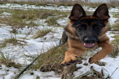 Request Quote: Pup Potential - Private Puppy and Dog Training Services - Lansing, MI
