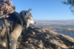 Request Quote: Dahl Private Dog Training - Loveland, CO