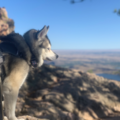 Dahl Private Dog Training - Loveland, CO
