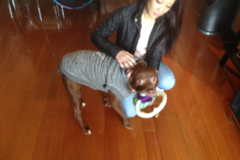 Request Quote: Private Dog Training with MJ - Great Neck, NY