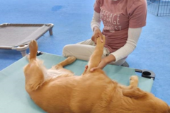 Request Quote: Revive Animal Massage - Glen Burnie, MD