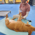 Revive Animal Massage - Glen Burnie, MD