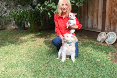 Request Quote: Positive Reinforcement Dog Training - Pacific Palisades, CA